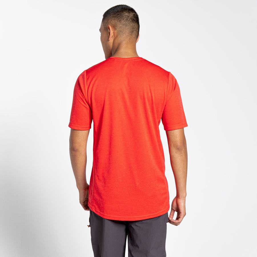 Orange Red Craghoppers NosiLife Pro Active Short Sleeved Men's T-Shirts | PCT6656EX